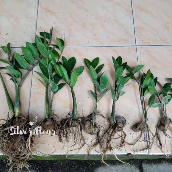 Zamioculocas zamiifolia / Zz plant / snake plant Zamia