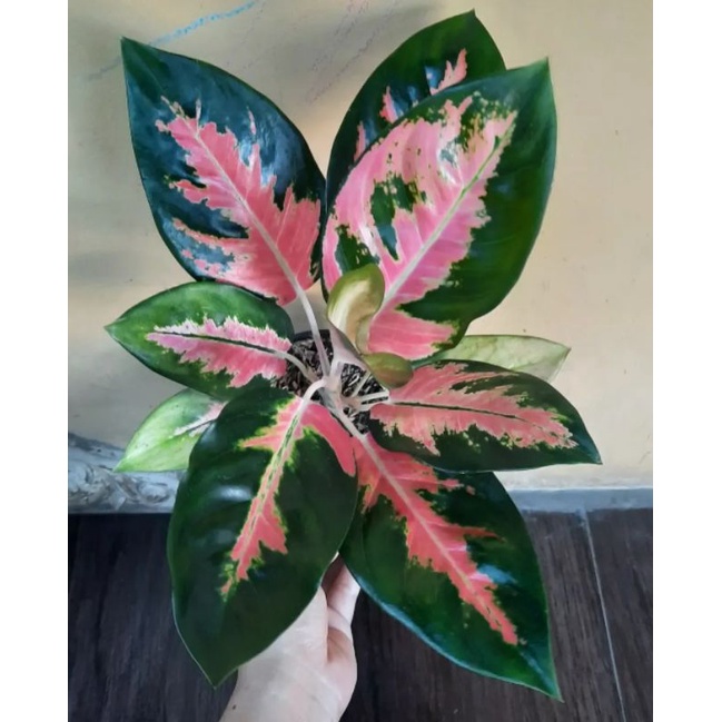 Tanaman Aglonema Kocin Aglonema Kocin Hybrid Tanaman Hias Aglonema kocin Bunga hias aglonema kocin p