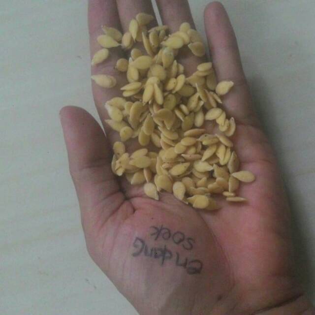 Biji kundur benih kundur bibit buah kundur  kering