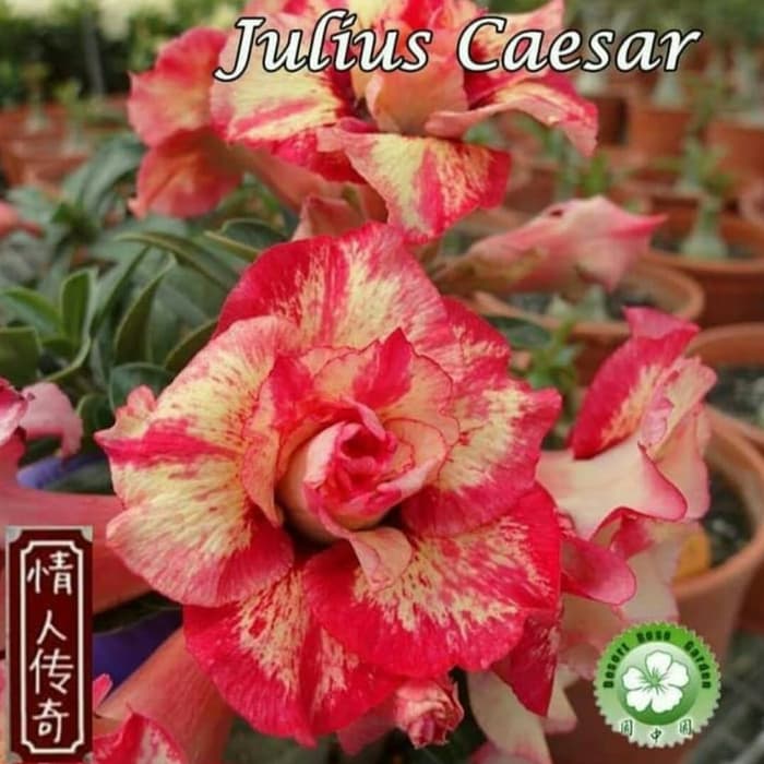 

Bibit Bunga Kamboja Adenium Julius Caesar