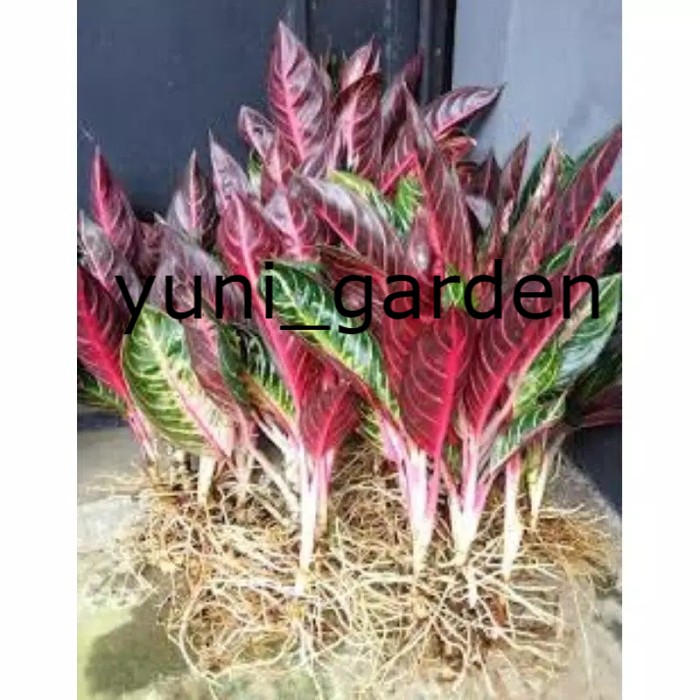 bonggol aglonema redsum (red sumatra) PROMO-aglaonema-tanaman hidup-bunga hidup murah