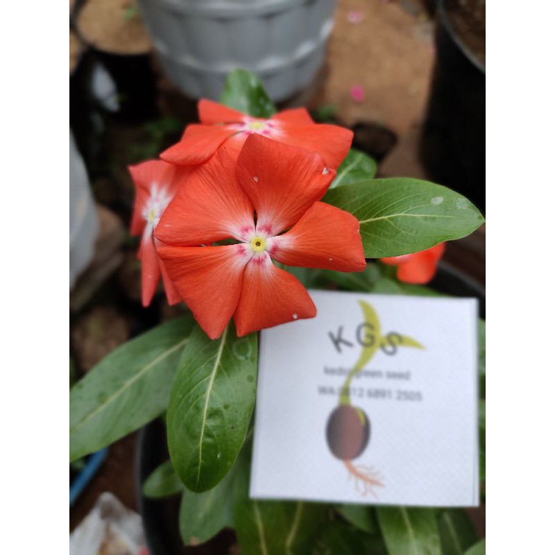 BENIH BUNGA VINCA MANDARIN OREN