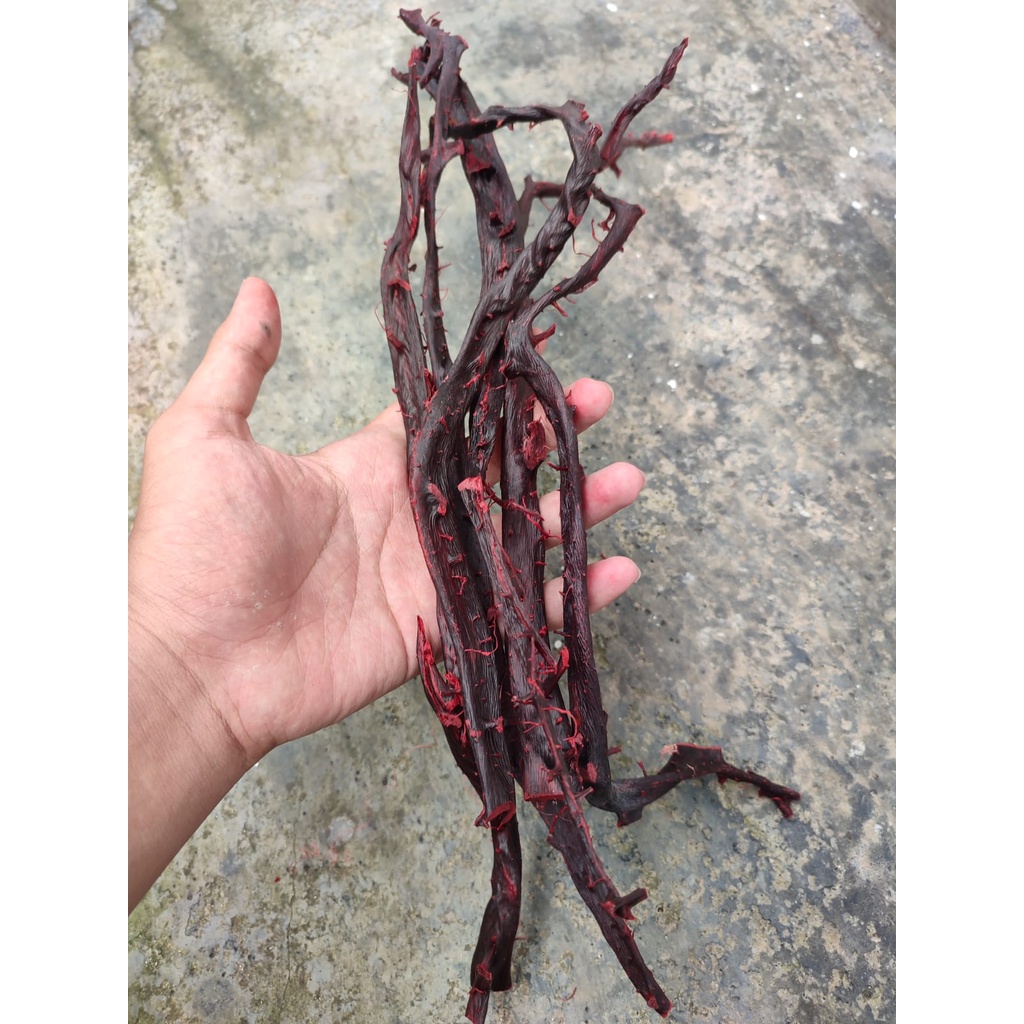 MT - Bahan Akar Bahar Merah Asli Berkualitas