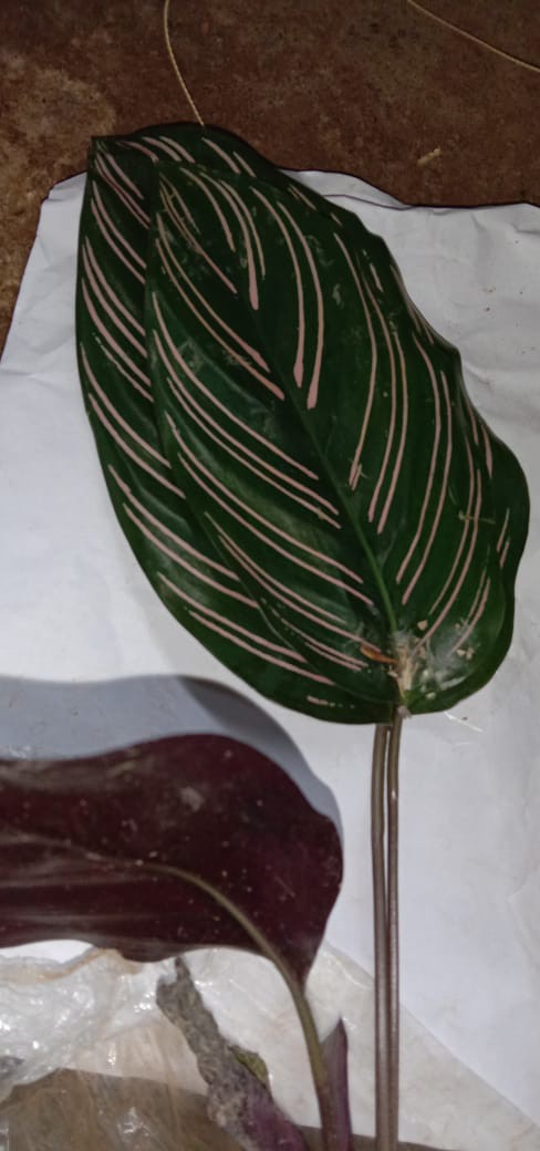 Tanaman Hias Calathea Black Lipstik - Meranti Papua