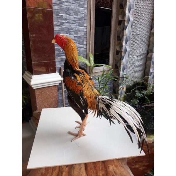 

TELUR AYAM SIAM RAJA THAILAND (fertil)