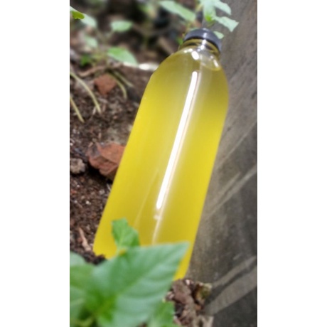 Minyak Kayu Putih 1 Liter