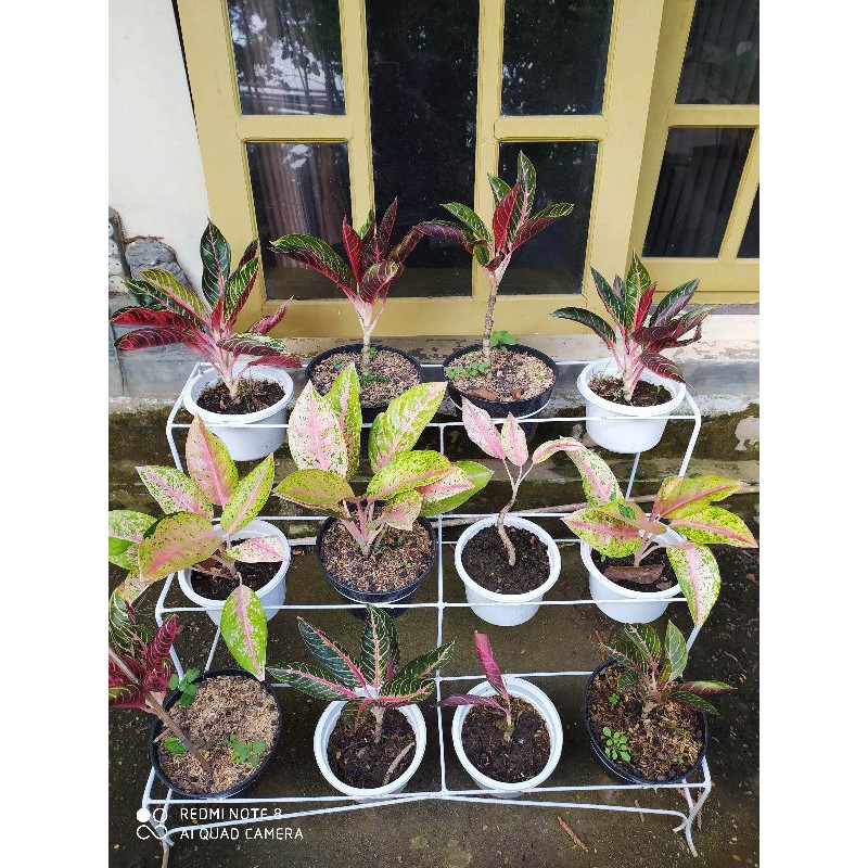 

pride of sumatra/ red sumatra