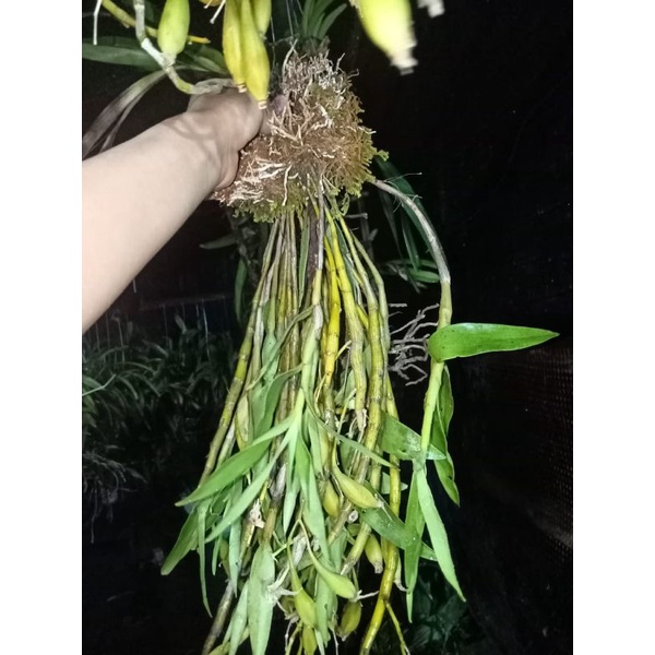anggrek dendrobium heterocarpum