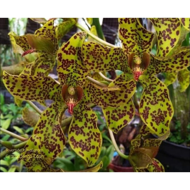 anggrek grammatophyllum singo edan (g.scriptum x speciosum)