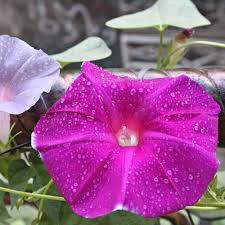 

Harga per pack_ biji benih bunga morning glory merah /5 biji