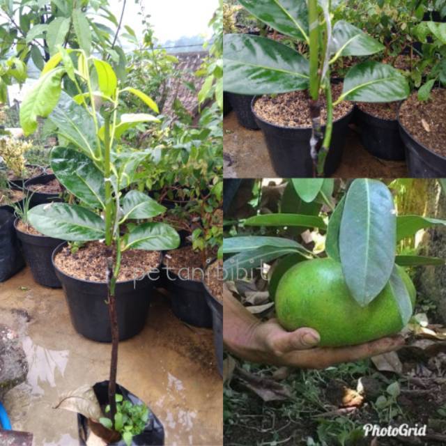 Bibit buah black sapote jumbo okulasi