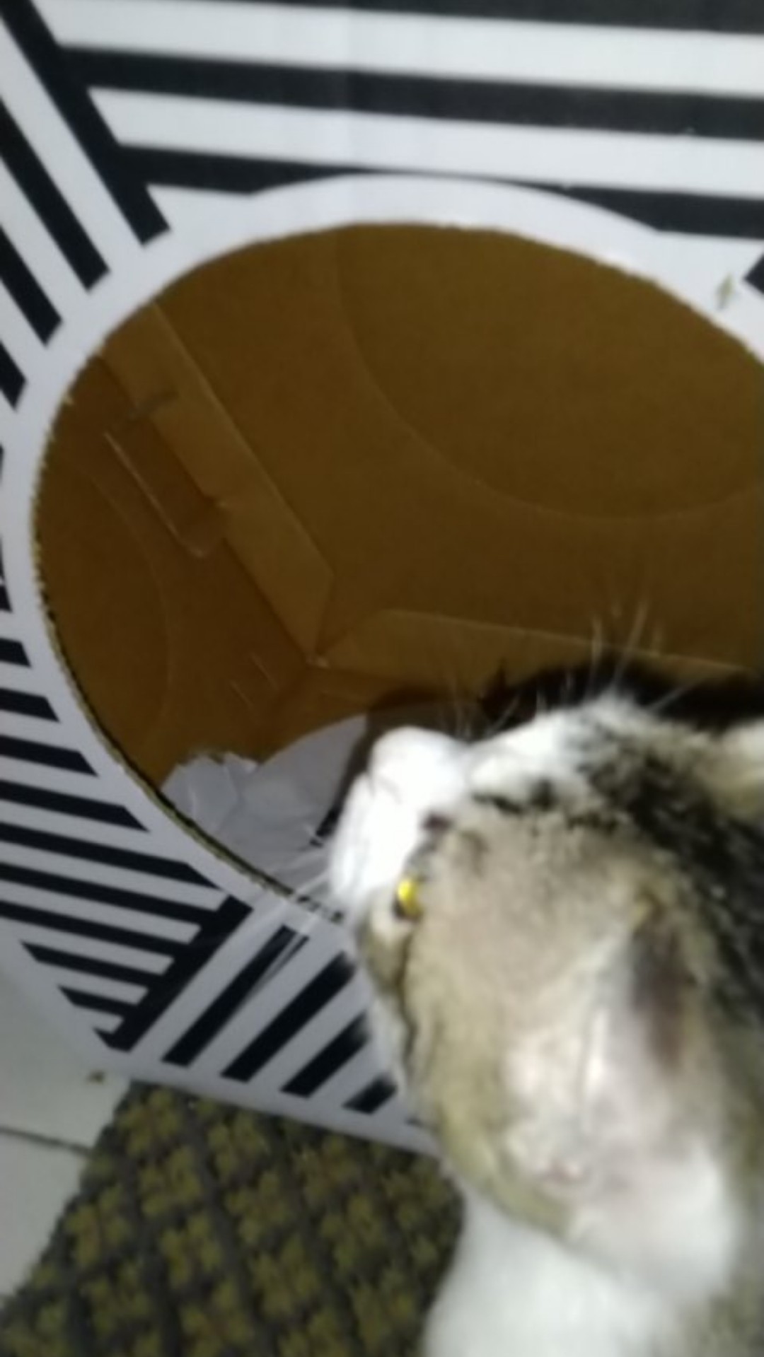 HEYSA X7 Mainan  Kucing  Rumah  Kucing  Cat Condo Garukan 