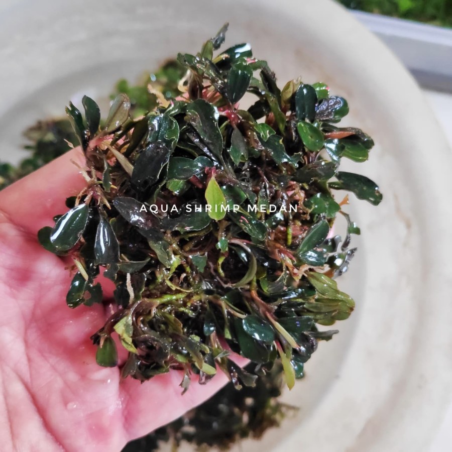 Bucephalandra mini / buce mini