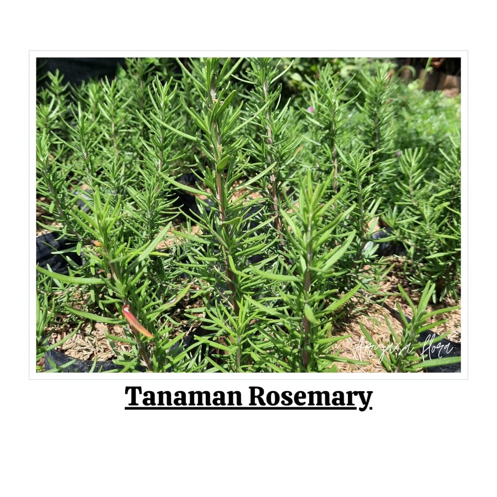 Tanaman Rosemary Bibit Rosemary/Tanaman Herbal Rosemary