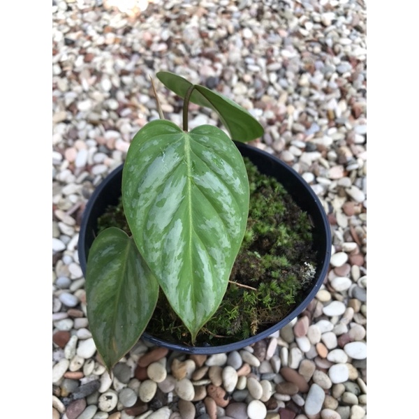 Philodendron Sodiroi