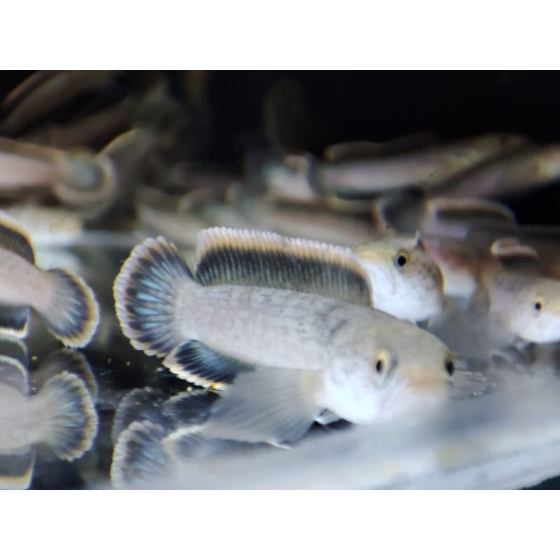 (C.O.D)Limbata CB RIM TEBAL