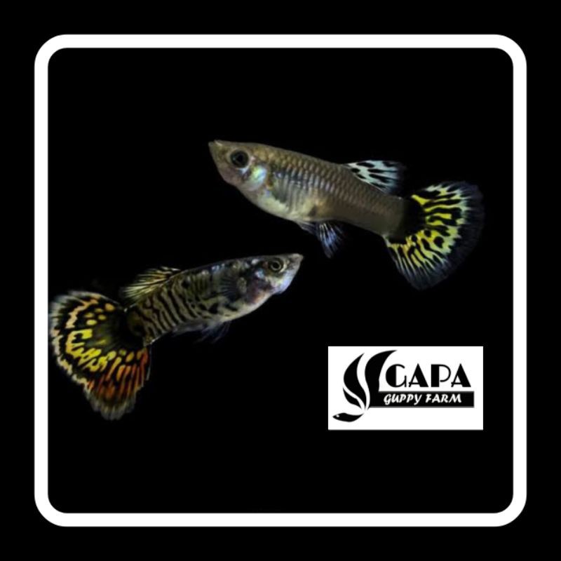 Indukan Ikan Guppy Platinum Tiger Sepasang Berkualitas