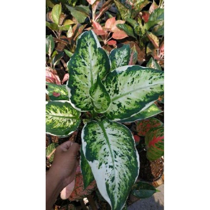 Tanaman aglonema Diven sparkle