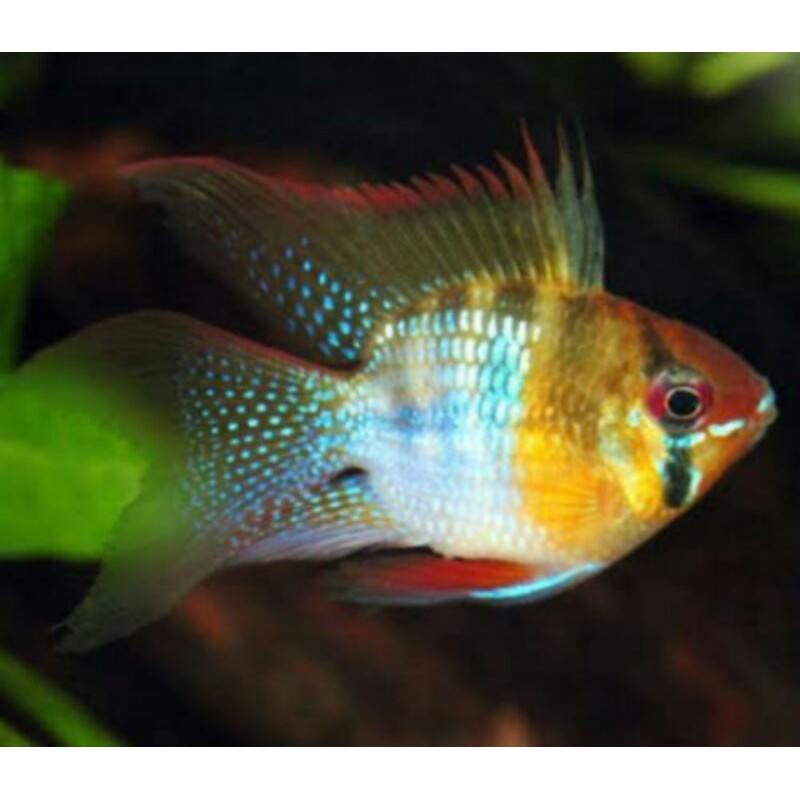 ramirezi german selayer