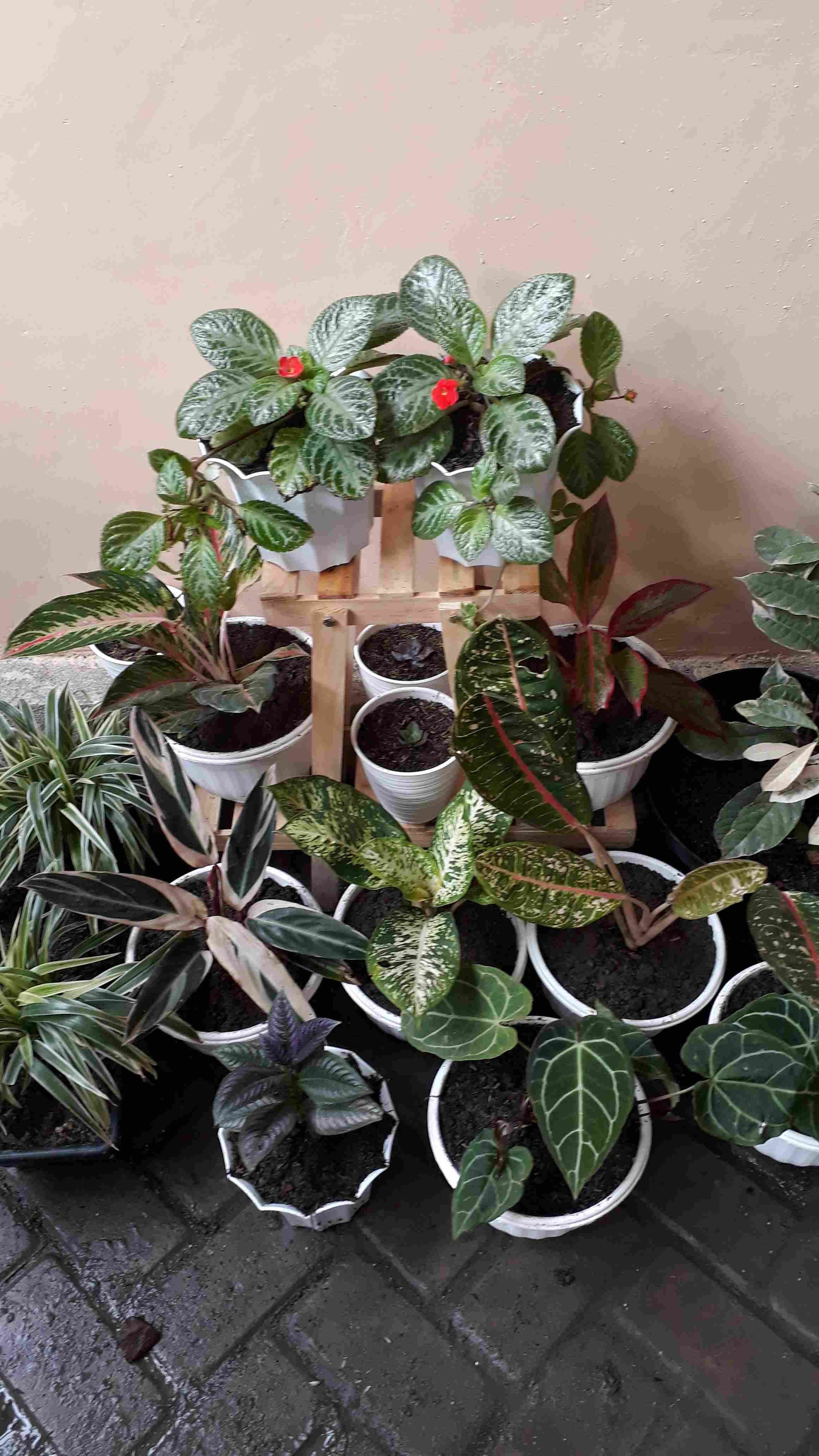 Tanaman Hias Aglonema Lipstik Siam Aurora