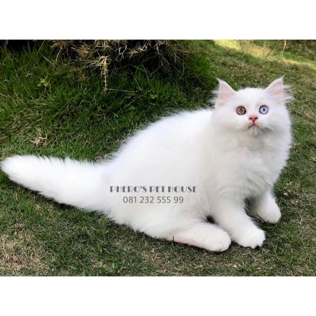 Boneka Kucing Persia Odd Eyes #pherospethouse #pheros_pet_house10