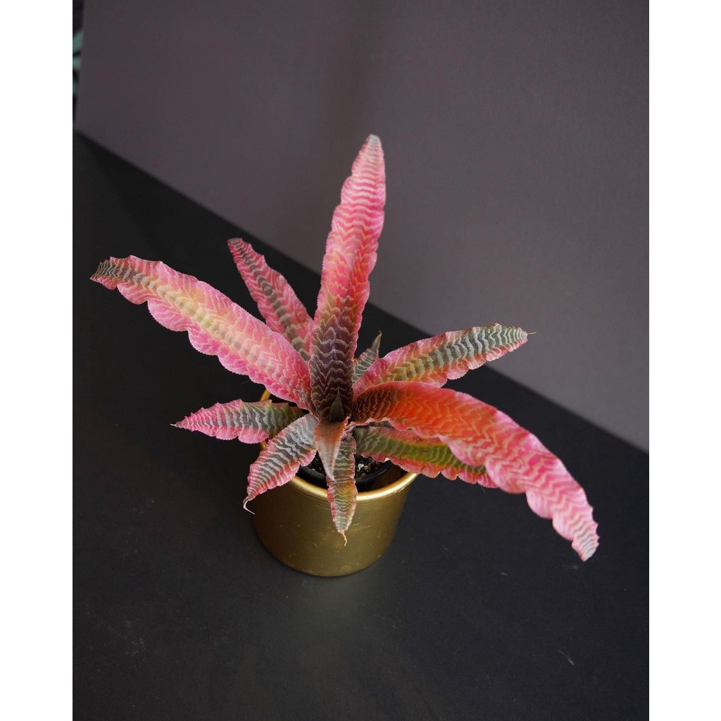 Tanaman bunga Cryptanthus Elaine