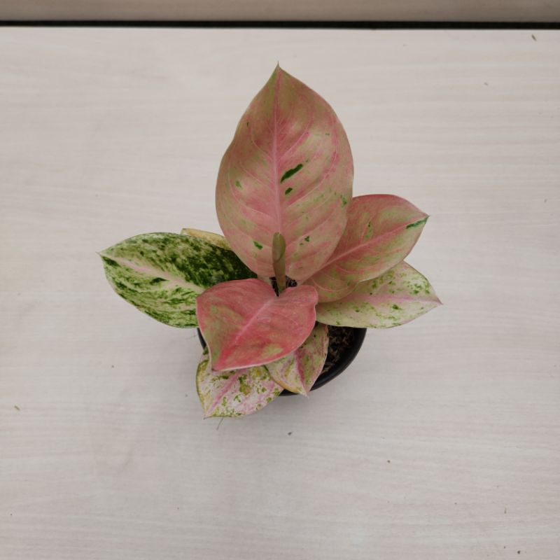 Aglonema emerald mutasi