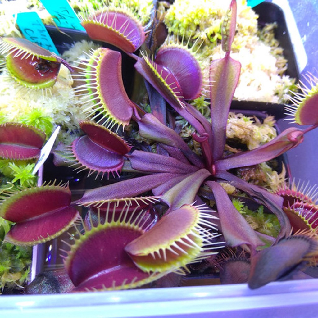 Bibit Benih Biji Tanaman Venus Flytrap - Benih Tanaman Venus Flytrap - Tanaman Venus Flytrap - COD