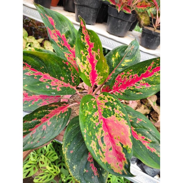 Aglonema kocin camelon indukan aglonema red kocin tanaman hias aglonema