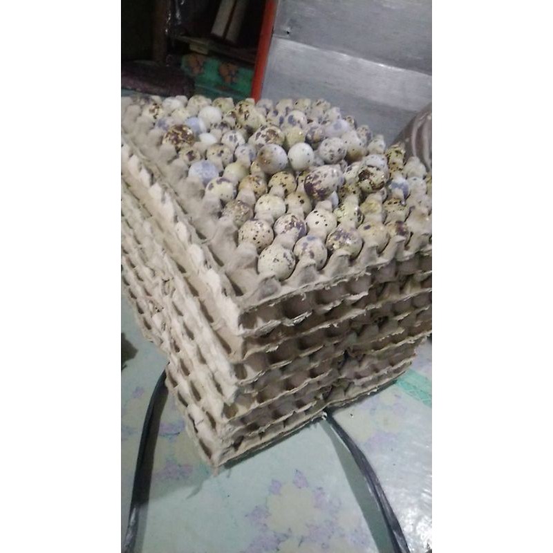 Telur puyuh Mateng 20k isi 45 butir FRESH