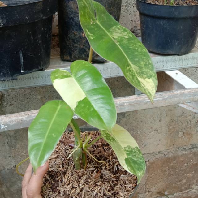 Tanaman hias brekele varigata