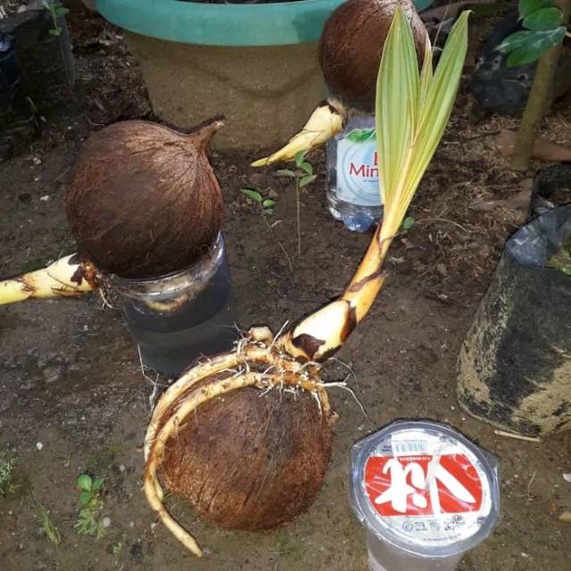 Bahan Bonsai  Kelapa  Puyuh Hijau kecil  Ter Murah Shopee 