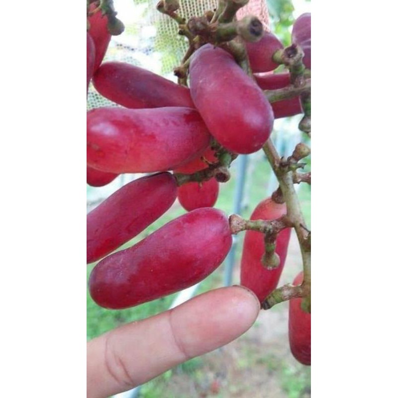 

Anggur Import varian redco pentung