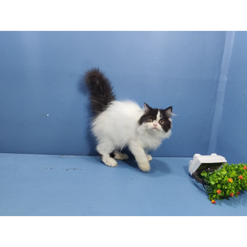 kitten flatnose jantan longhair bulu kapas