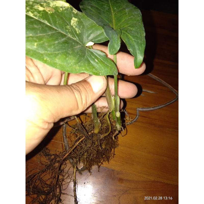Sygonium Varigata kuning,  Sygonium Varigata yellow 1 daun pancing