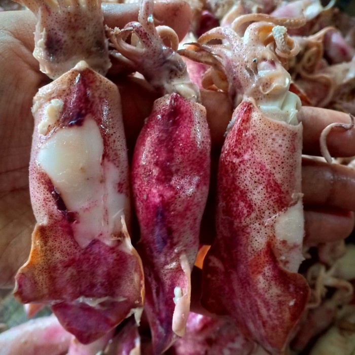 

10cscss Ikan Asin Cumi Jarum Jumbo Bk,Per 500Gr Dscscv
