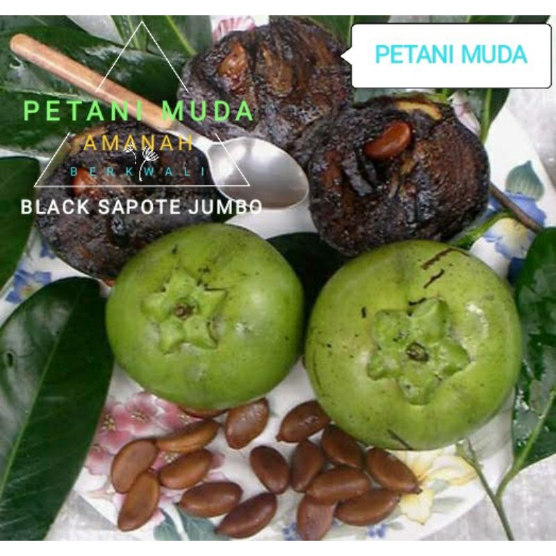 bibit buah black sapote jumbo