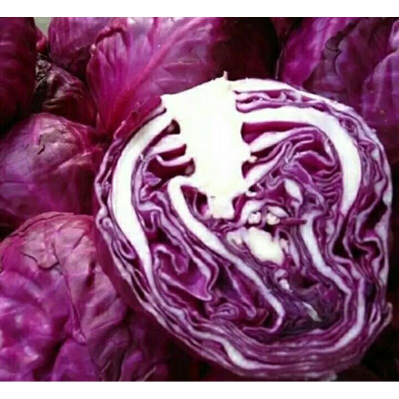8 biji Benih/ bibit/Biji Kubis Merah