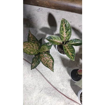 paket aglonema ruby dinamit/twingkel