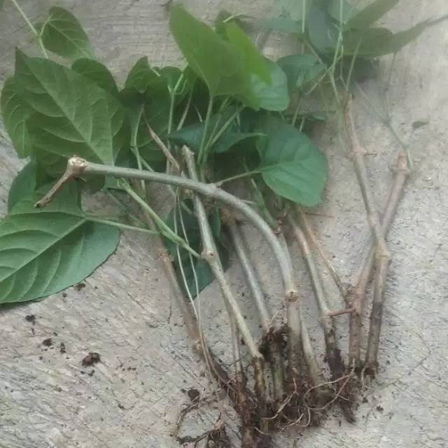 Benih stek curtain ivy udah bertunas akar gantung merah udah berakar dikirim tanpa media tanam