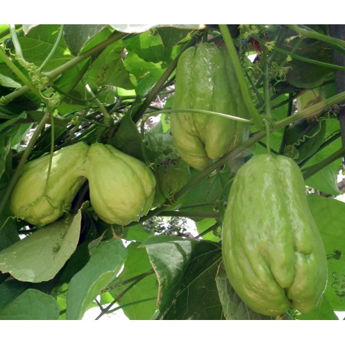 

LANU SIAM SEGAR 500 GRAM TANPA PESTISIDA