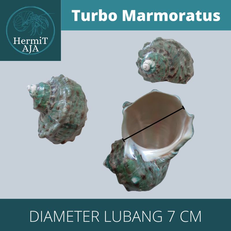 Cangkang Kelomang Turbo Marmo Size XXL Perhiasan cangkang kerang sesuai foto diameter 7 cm