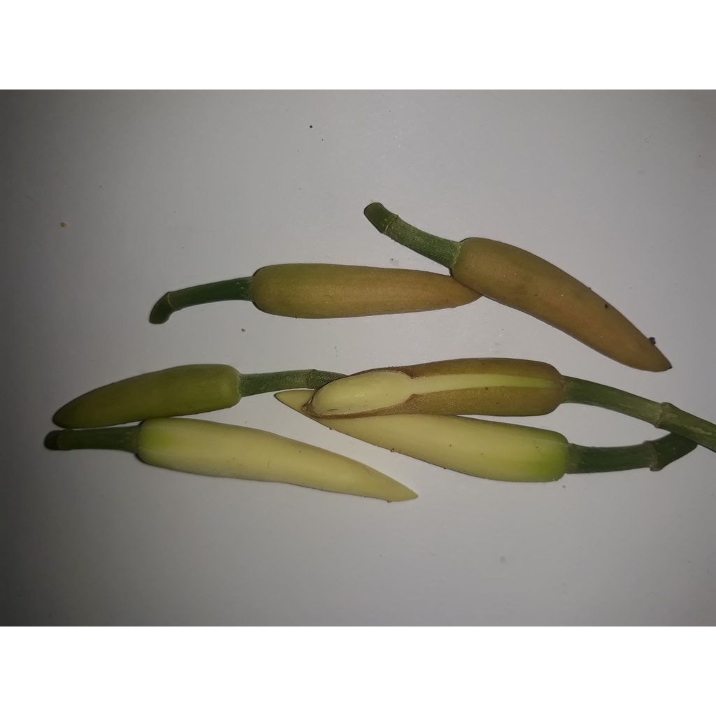 bunga kantil / cempaka putih segar - fresh