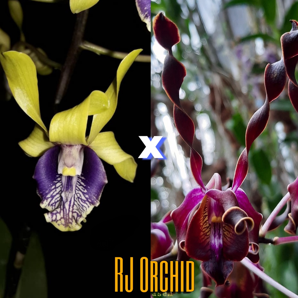 Sedling Dendrobium Edfrans Charming x Najwa Jelita