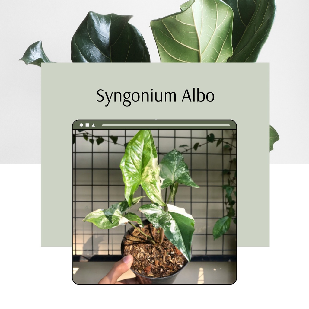 Syngonium Albo Syngonium Varigata Murah Tanaman Hias Syngonium Varigata Albo Cantik