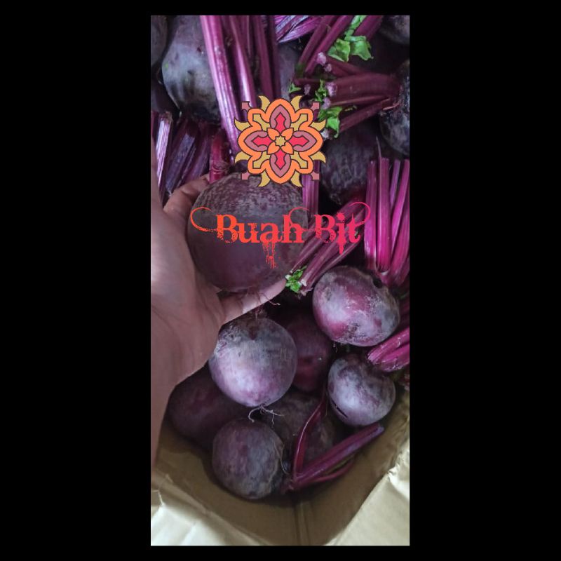 

Buah Bit 1 Kg