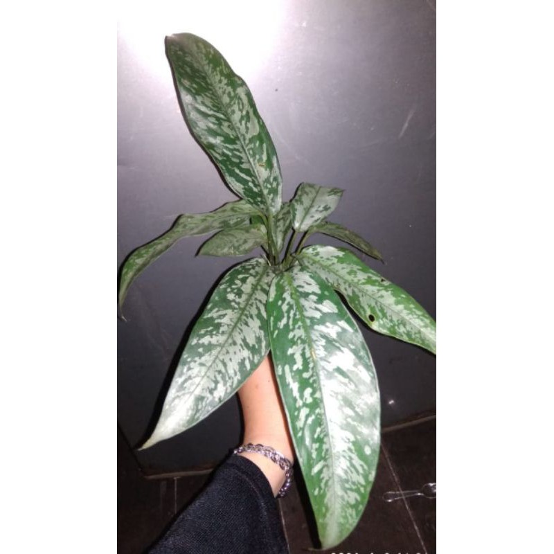 schismatoglottis lancifolia