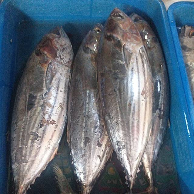 

Ikan Cakalang Fresh 500gr