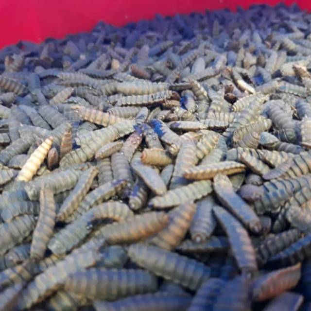 Pupa Maggot BSF Kualitas Unggul Murah Meriah