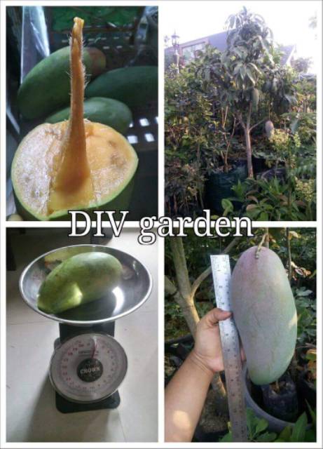 

Bibit mangga kiojay